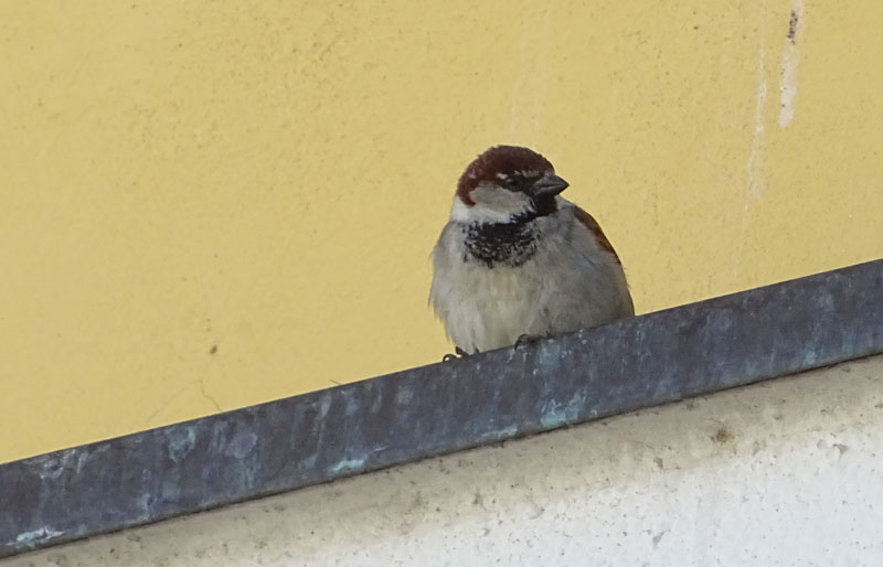 maschio di Passer italiae - Passeridae